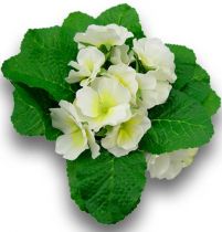 Primel 15cm Creme