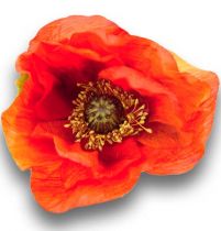 Mohnblume 57cm Orange