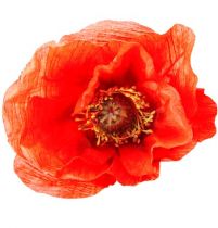Mohnblume 57cm Rot