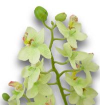 Orchidee 56cm Hellgrün