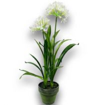 Schmucklilie 70cm Weiß im Topf