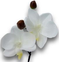 Orchidee mini 25cm Weiß, Gelb