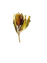 Banksia Hookerana gelb 7St.