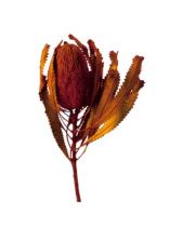 Banksia Hookerana orange 7St.