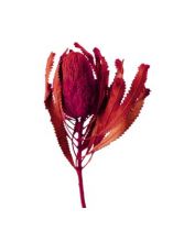 Banksia Hookerana rot 7St.