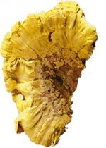 Baumschwamm gelb 1kg