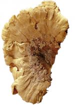 Baumschwamm natur 2kg
