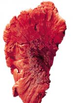 Baumschwamm rot 1kg