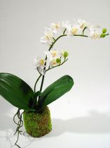 Orchidee creme 36cm mit Moosballen