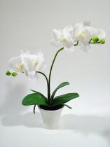 Orchidee im Topf 30cm weiß