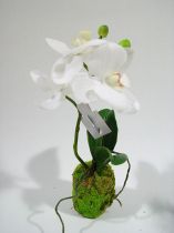 Orchidee weiß 24cm mit Moosballen