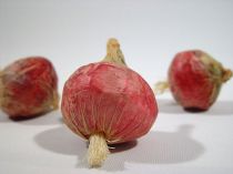 Zwiebel rot 4cm (24St.)
