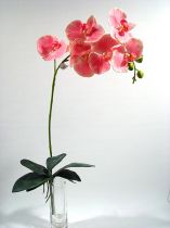 Orchidee rosa 82cm mit Blätter und Luftwurzeln