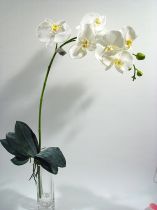 Orchidee weiß 82cm mit Blätter und Luftwurzeln