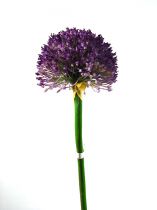 Allium 87cm lavendel