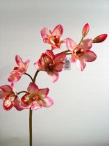 Cymbidium 83cm pink