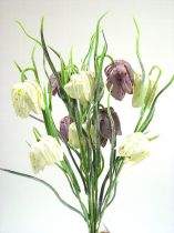 Schachbrettblume (6St.)