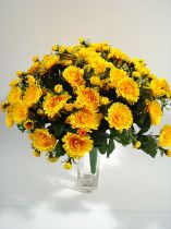 Chrysanteme x42 gelb