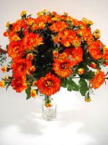 Chrysanteme x42 orange
