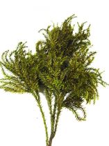 Erikamoos grün (375gr)