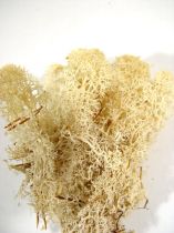 Islandmoos gebleicht (500gr)
