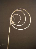 Cane Coil natur (25St.)