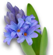 Hyazinthe Blau 17cm mit Moosballen