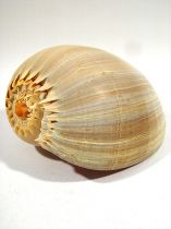 Muschel Melo 8up