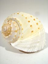 Muschel Tonna Tessalata