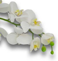Nachtfalterorchidee 75cm Weiß