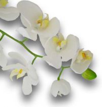 Nachtfalterorchidee 100cm Weiß