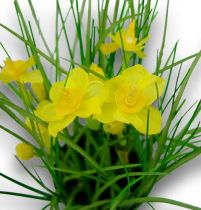 Osterglocken mit Gras im Topf 25cm