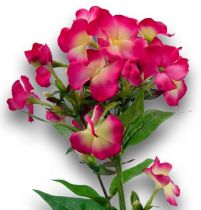 Flammenblume Pink 70cm