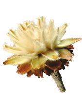 Plumosum mit kurzem Stiel 3-6 (26) 1kg