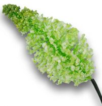 Rispenhortensie 110cm creme