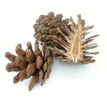 Schwarzkieferzapfen halbiert natur 1kg