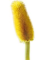 Spitzkarden gelb 1kg