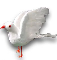 Taube Weiß 22cm
