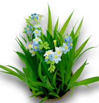 Vergissmeinnicht mit Gras und Schale 18cm
