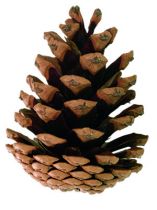Schwarzkieferzapfen natur 10kg