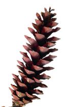 Weymouthzapfen Auslese natur 2,5kg