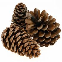 Pinus Pinea mittel natur 50St.
