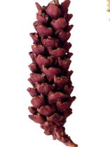 Omorika Zapfen geraspelt natur 900g