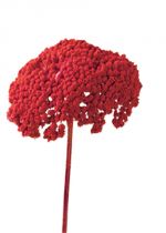 Achillea 1k mohnrot