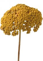 Achillea 1kg natur