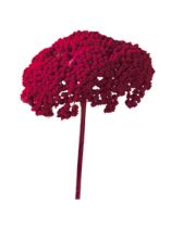 Achillea 1kg weinrot