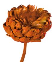 Artischocken groß orange 5St