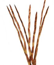 Assegaai 80-100cm 15St.
