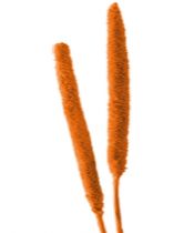 Babala orange 25St.