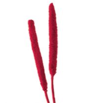 Babala rot 25St.